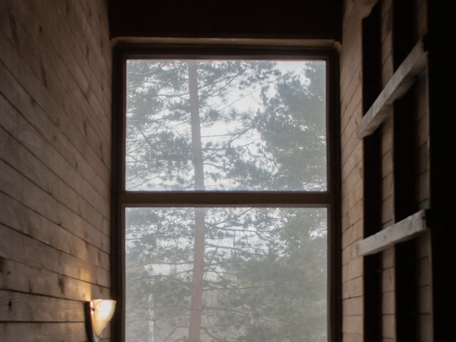Bois clair et lumière du matin